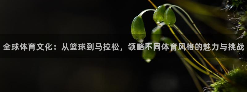 yy易游体育米乐：全球体育文化：从篮